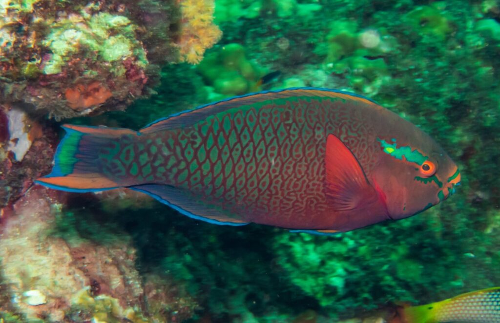 Um peixe-papagaio escuro de escamas vermelhas contornadas de verde, com o olho laranja e uma mancha verde na bochecha, diante da parede esverdeada de Hin Daeng
