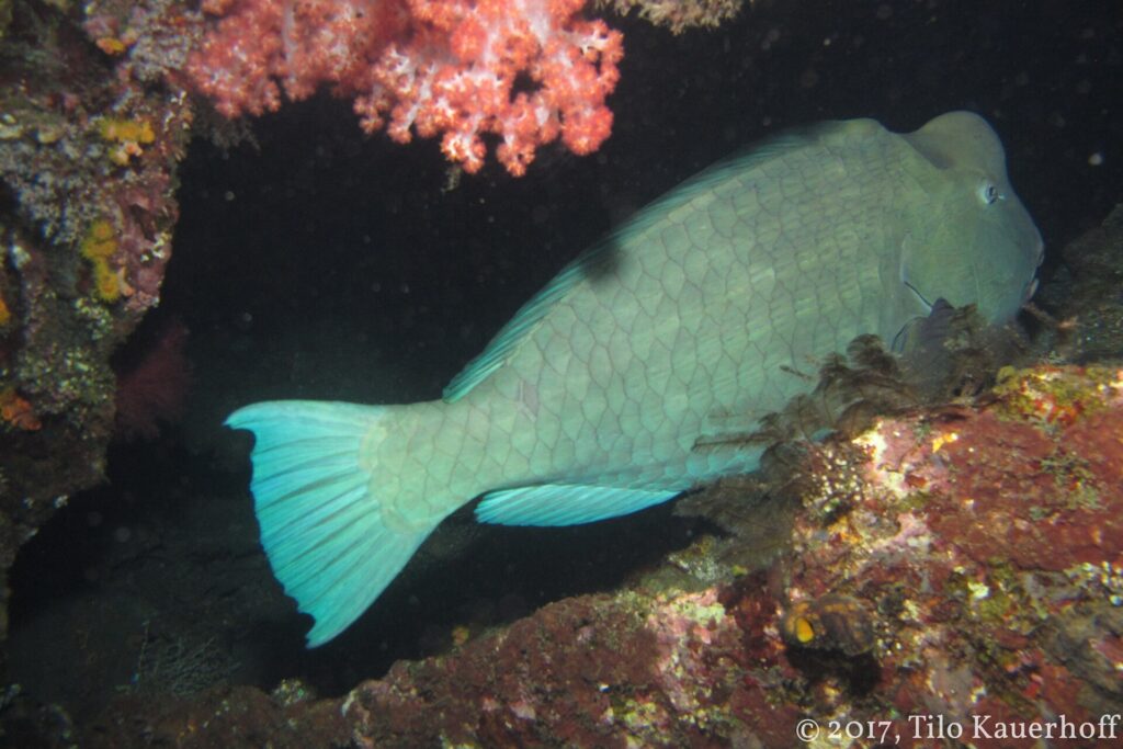 Um peixe-papagaio-corcunda cinza-esverdeado dormindo sob uma saliência do naufrágio, ao lado de um coral mole rosa, iluminado pela lanterna à noite