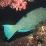 Um peixe-papagaio-corcunda cinza-esverdeado dormindo sob uma saliência do naufrágio, ao lado de um coral mole rosa, iluminado pela lanterna à noite