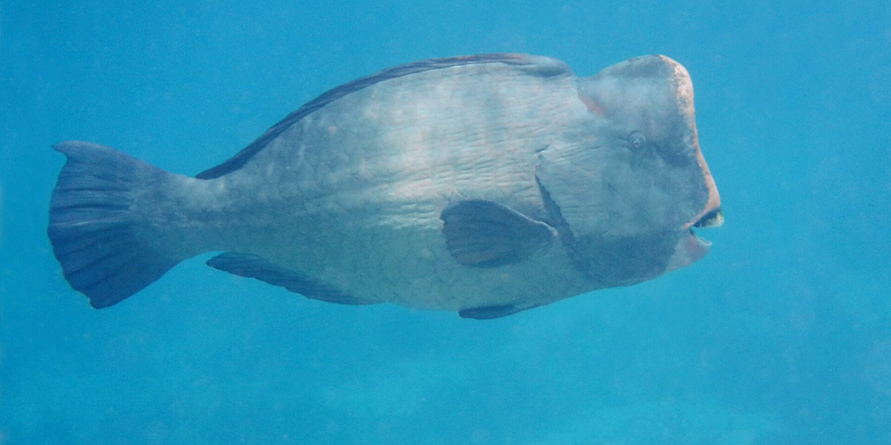 Um peixe-papagaio-corcunda adulto de perfil em plena água azul, a testa vertical com uma corcova em cima e as placas dentárias brancas visíveis na ponta do focinho