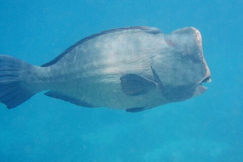 Um peixe-papagaio-corcunda adulto de perfil em plena água azul, a testa vertical com uma corcova em cima e as placas dentárias brancas visíveis na ponta do focinho