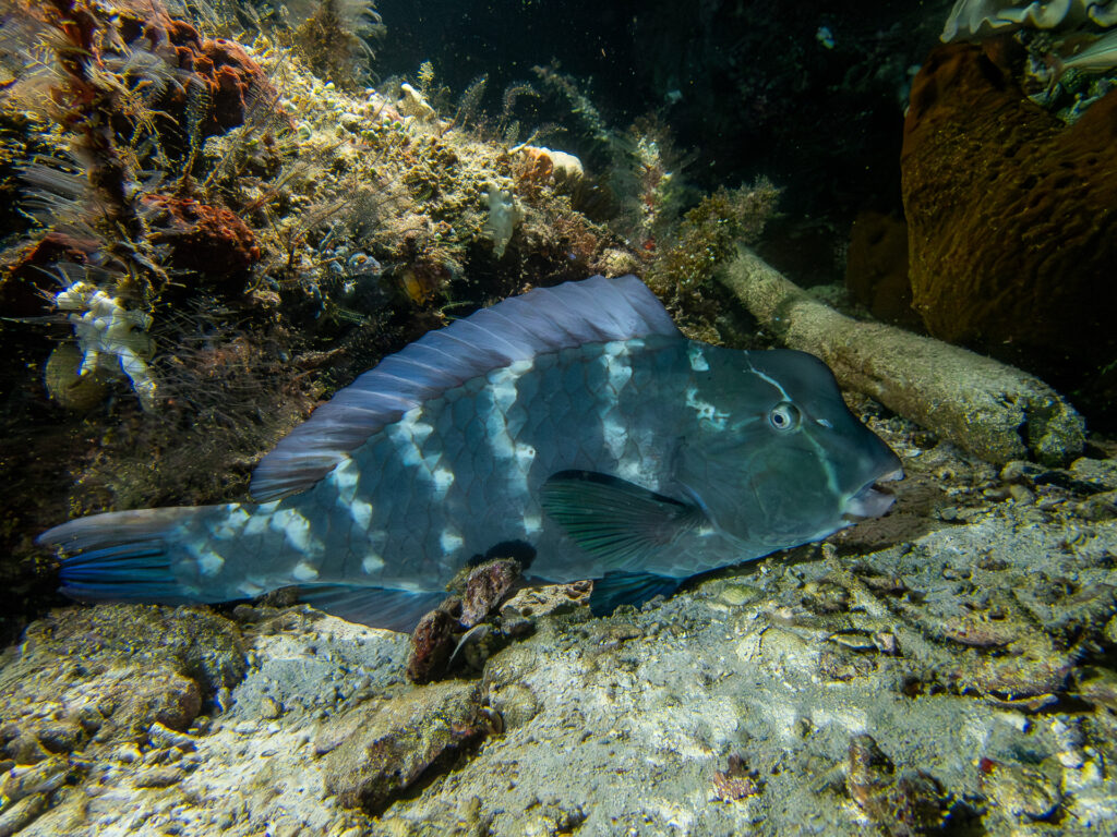 Um peixe-papagaio-corcunda jovem deitado no fundo, ao pé de uma rocha, a testa ainda sem corcova e o corpo azul-esverdeado salpicado de fileiras verticais de manchas brancas
