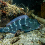 Um peixe-papagaio-corcunda jovem deitado no fundo, ao pé de uma rocha, a testa ainda sem corcova e o corpo azul-esverdeado salpicado de fileiras verticais de manchas brancas
