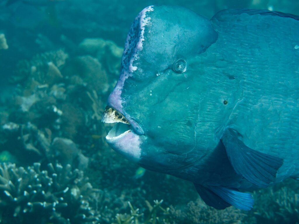 Close da cabeça de um peixe-papagaio-corcunda adulto, com a corcova da testa debruada de rosa-claro e as placas dentárias brancas expostas entre os lábios, diante de um recife