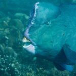 Close da cabeça de um peixe-papagaio-corcunda adulto, com a corcova da testa debruada de rosa-claro e as placas dentárias brancas expostas entre os lábios, diante de um recife