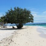 Uma praia de areia branca onde uma grande árvore frondosa faz sombra sobre uma espreguiçadeira, quiosques com teto de palha à esquerda e o mar turquesa quebrando suavemente à direita, sob um céu azul.