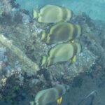Quatro peixes-morcego-orbiculares acima de uma chapa do Thistlegorm coberta de corais moles