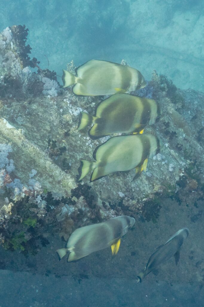 Quatro peixes-morcego-orbiculares acima de uma chapa do Thistlegorm coberta de corais moles