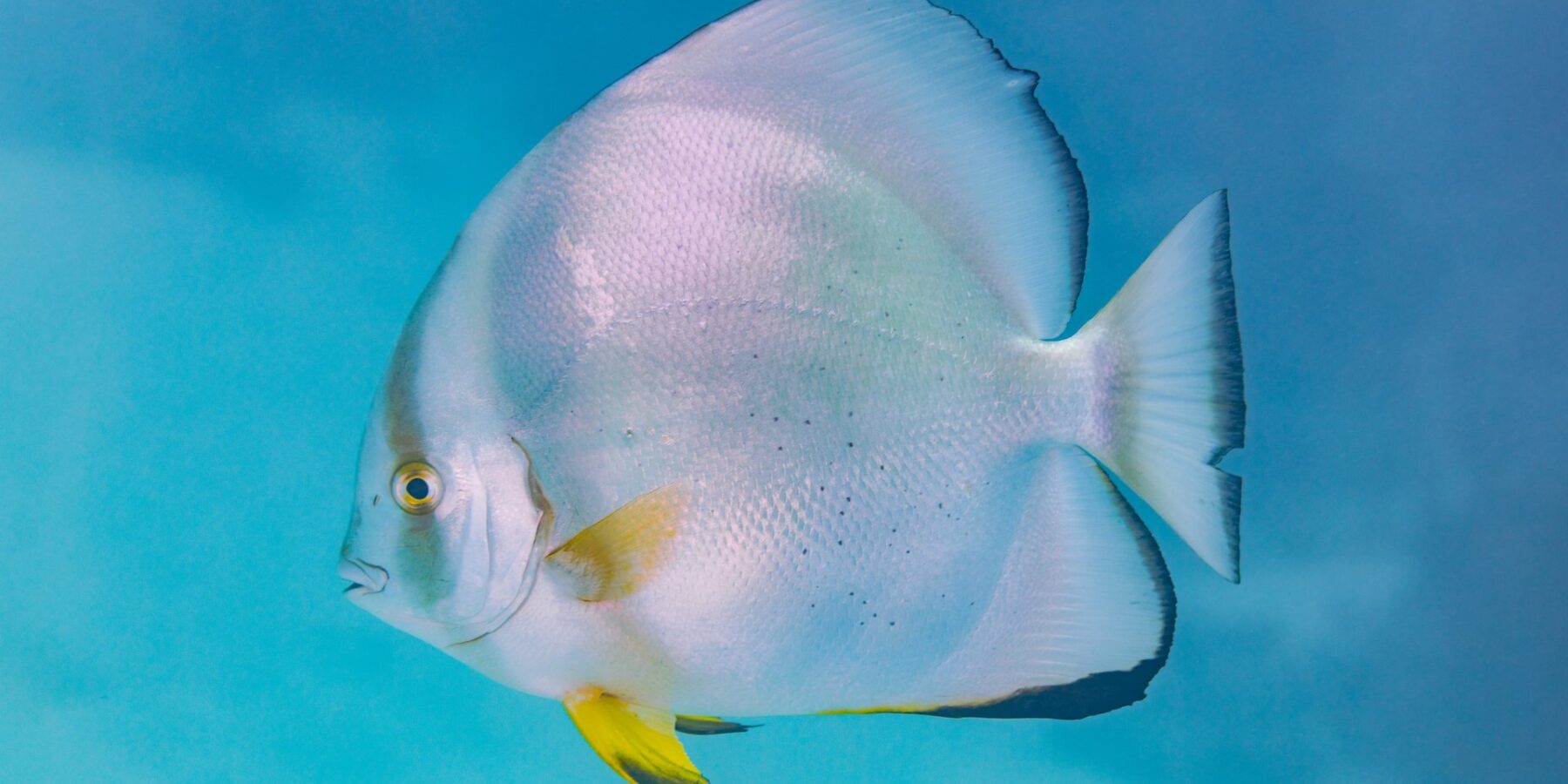 Um peixe-morcego-orbicular de perfil, corpo em disco prateado e nadadeiras pélvicas amarelas, em plena água azul