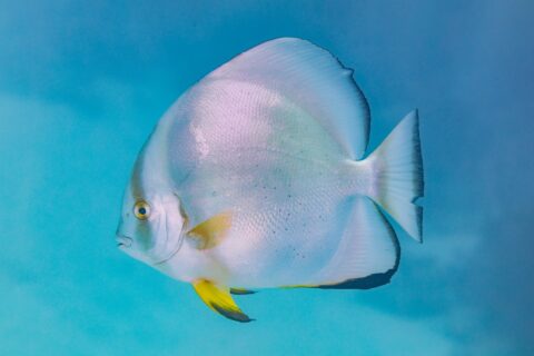 Um peixe-morcego-orbicular de perfil, corpo em disco prateado e nadadeiras pélvicas amarelas, em plena água azul