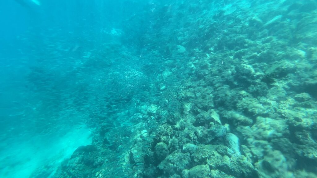 Um fundo de rochas e corais em declive numa água turquesa um pouco turva, margeado por um cardume difuso de peixinhos prateados, com uma faixa de areia embaixo à esquerda.