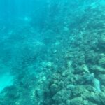 Um fundo de rochas e corais em declive numa água turquesa um pouco turva, margeado por um cardume difuso de peixinhos prateados, com uma faixa de areia embaixo à esquerda.