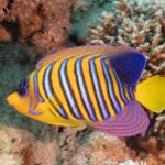 Um peixe-anjo-real com listras azuis, brancas e laranja diante de corais moles cor-de-rosa