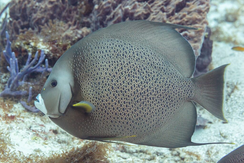 Um peixe-anjo-cinza de perfil, com as escamas contornadas de claro como uma rede e a peitoral amarela, diante de uma esponja violeta, em Cozumel
