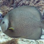 Um peixe-anjo-cinza de perfil, com as escamas contornadas de claro como uma rede e a peitoral amarela, diante de uma esponja violeta, em Cozumel