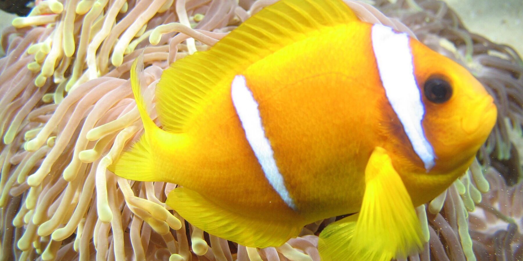 Um peixe-palhaço-do-mar-vermelho amarelo-alaranjado, de perfil, com a cabeça à direita, diante dos longos tentáculos rosados de ponta amarela da sua anêmona: duas faixas brancas, uma logo atrás do olho e outra no meio do corpo