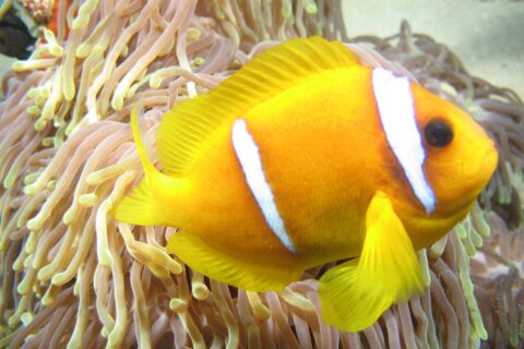 Um peixe-palhaço-do-mar-vermelho amarelo-alaranjado, de perfil, com a cabeça à direita, diante dos longos tentáculos rosados de ponta amarela da sua anêmona: duas faixas brancas, uma logo atrás do olho e outra no meio do corpo