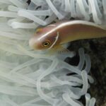 Um peixe-palhaço-rosa, com a cabeça à esquerda, desliza entre os tentáculos brancos de uma anêmona: corpo rosa-alaranjado, uma listra branca fina que corre do focinho ao longo do dorso e uma barra branca fina logo atrás da cabeça