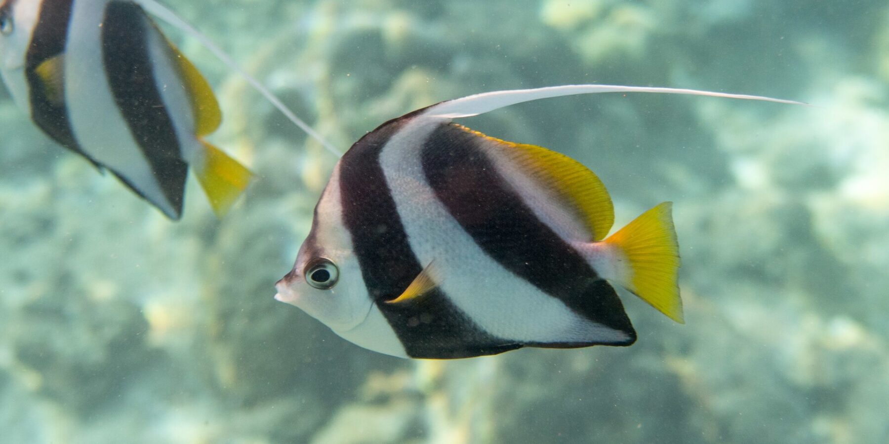 Um peixe-bandeira gregário de perfil diante do recife, corpo branco cortado por duas faixas pretas largas e oblíquas, nadadeiras dorsal e caudal amarelas e um longo filamento branco, com outro peixe atrás