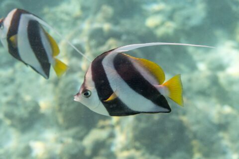 Um peixe-bandeira gregário de perfil diante do recife, corpo branco cortado por duas faixas pretas largas e oblíquas, nadadeiras dorsal e caudal amarelas e um longo filamento branco, com outro peixe atrás