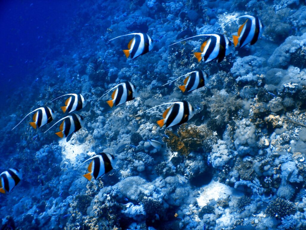 Uns dez peixes-bandeira gregários nadam no mesmo sentido ao longo de uma encosta de coral, com os filamentos brancos esticados para trás