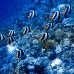 Uns dez peixes-bandeira gregários nadam no mesmo sentido ao longo de uma encosta de coral, com os filamentos brancos esticados para trás