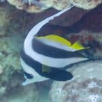 Um peixe-bandeira comum de cabeça para baixo diante de uma saliência de coral, com o filamento branco arqueado sobre o dorso e uma grande pélvica preta e arredondada sob a barriga