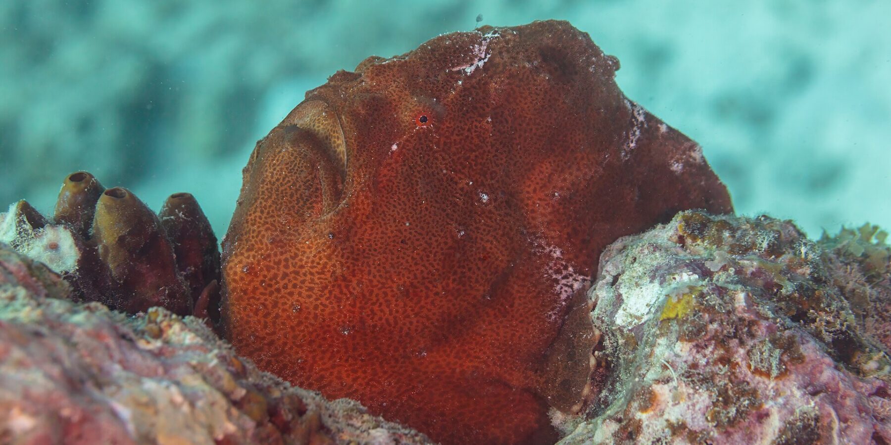 Um peixe-sapo-gigante vermelho-ferrugem pousado no recife ao lado de ascídias, uma massa redonda de pele granulosa, com a boca grande voltada para cima e um olho vermelho minúsculo