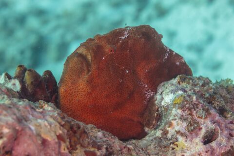 Um peixe-sapo-gigante vermelho-ferrugem pousado no recife ao lado de ascídias, uma massa redonda de pele granulosa, com a boca grande voltada para cima e um olho vermelho minúsculo