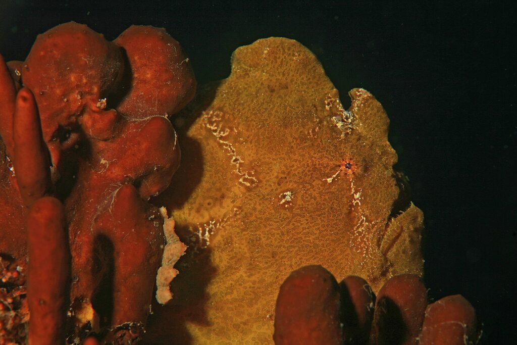 Um peixe-sapo-gigante amarelo-ocre colado a esponjas vermelhas sobre fundo preto, com a pele granulosa como a delas e um olho pequeno contornado de vermelho