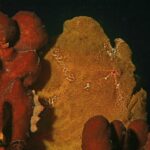 Um peixe-sapo-gigante amarelo-ocre colado a esponjas vermelhas sobre fundo preto, com a pele granulosa como a delas e um olho pequeno contornado de vermelho