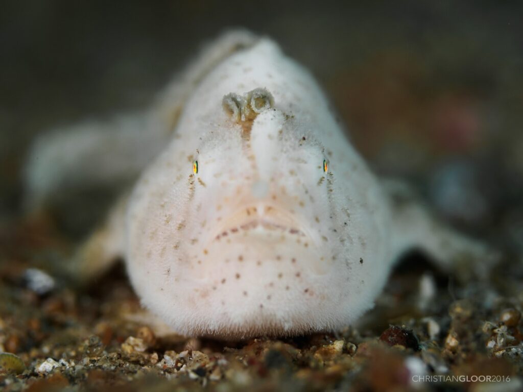Um peixe-sapo branco, finamente peludo e pontilhado de marrom, visto de frente na areia, com a isca em forma de minhoquinha erguida sobre o focinho