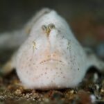 Um peixe-sapo branco, finamente peludo e pontilhado de marrom, visto de frente na areia, com a isca em forma de minhoquinha erguida sobre o focinho