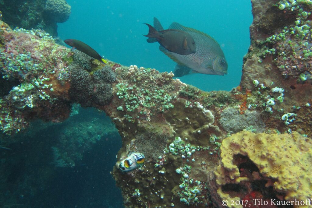 Um peixe-coelho marrom de pintas douradas passa acima de uma viga do Liberty coberta de corais, ascídias e uma esponja amarela, com um nudibrânquio em primeiro plano