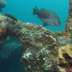 Um peixe-coelho marrom de pintas douradas passa acima de uma viga do Liberty coberta de corais, ascídias e uma esponja amarela, com um nudibrânquio em primeiro plano