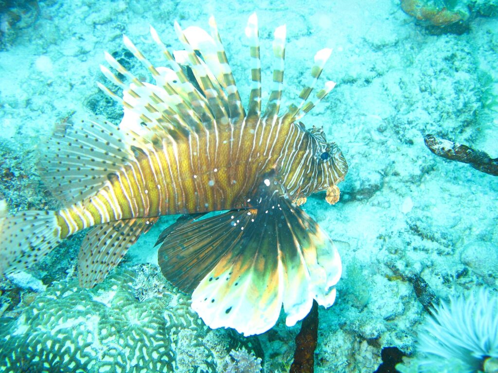 Um peixe-leão de nadadeiras abertas, listrado de marrom e branco, acima de um fundo de coral e areia turquesa