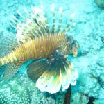 Um peixe-leão de nadadeiras abertas, listrado de marrom e branco, acima de um fundo de coral e areia turquesa