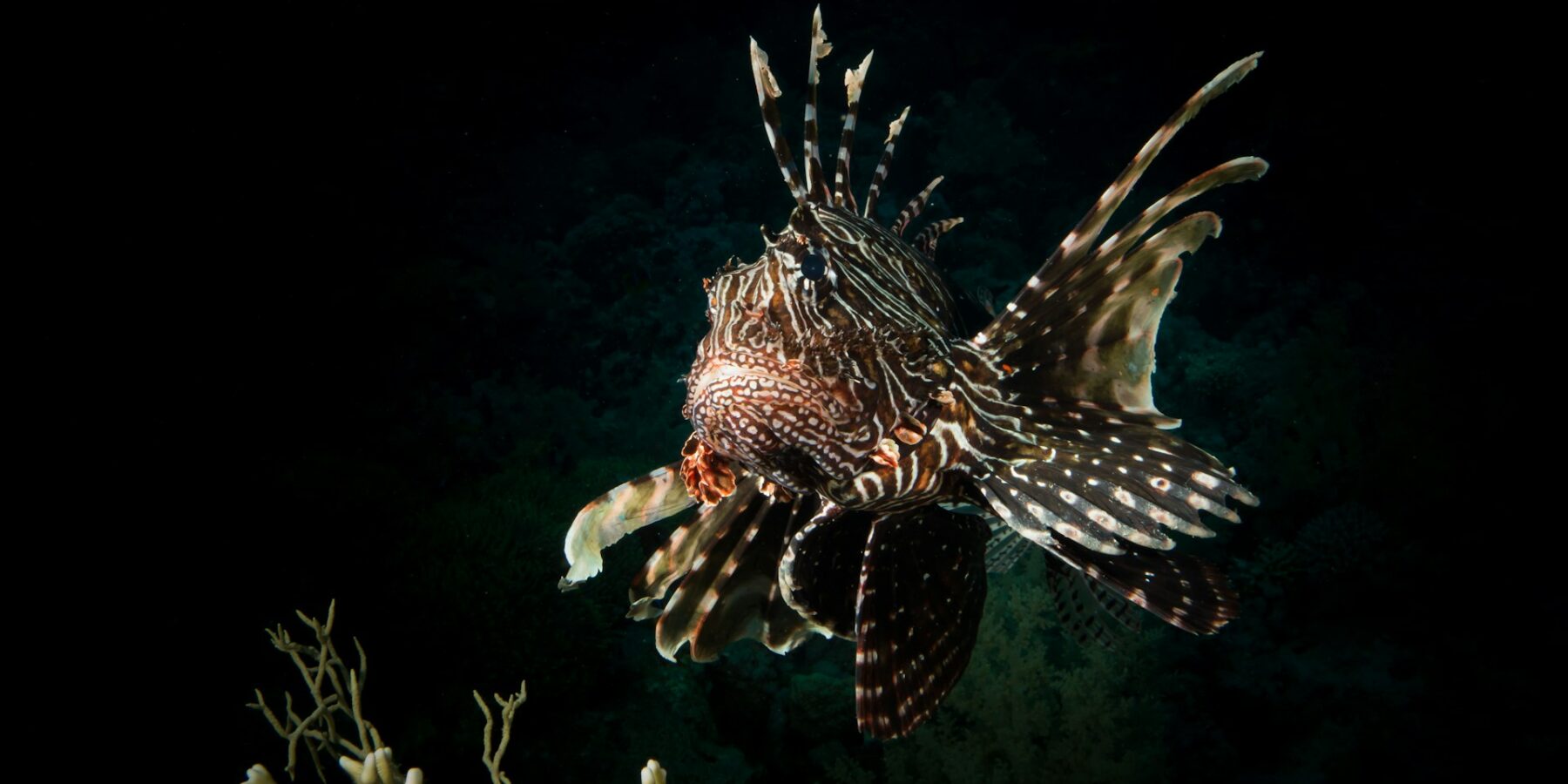 Um peixe-leão de frente, com as nadadeiras listradas abertas, sobre um coral em fundo escuro