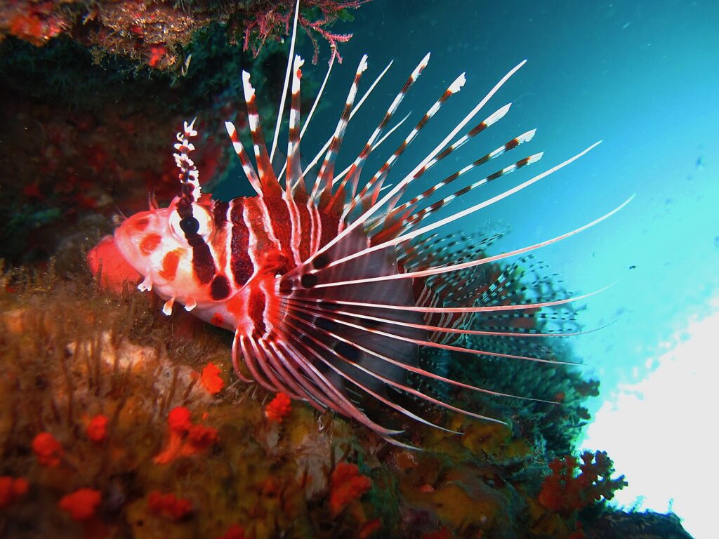 Um peixe-leão listrado de vermelho e branco, com as nadadeiras peitorais abertas em longos raios brancos, pousado contra uma parede coberta de esponjas laranja, sob uma saliência.