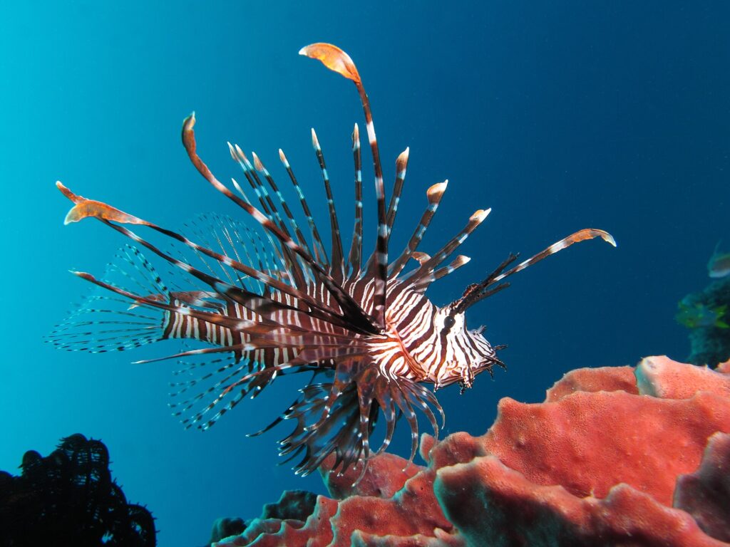 Um peixe-leão listrado de marrom-avermelhado e branco, com todas as nadadeiras abertas, de perfil para a direita, planando sobre uma esponja rosa numa água azul profunda.