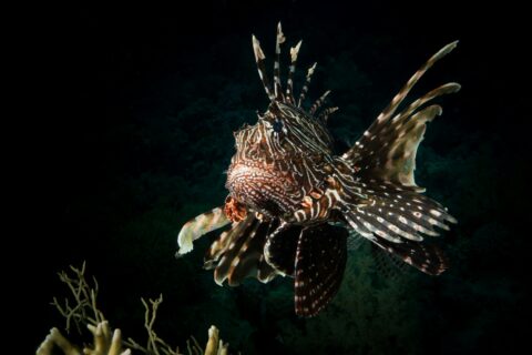 Um peixe-leão de frente, com as nadadeiras listradas abertas, sobre um coral em fundo escuro