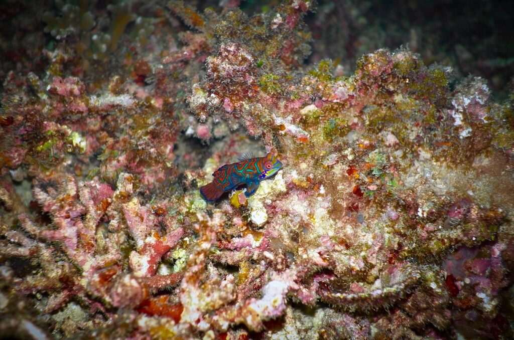 Um pequeno peixe-mandarim azul, laranja e verde pousado num coral ramificado rosa e marrom, fotografado à noite em Malapascua