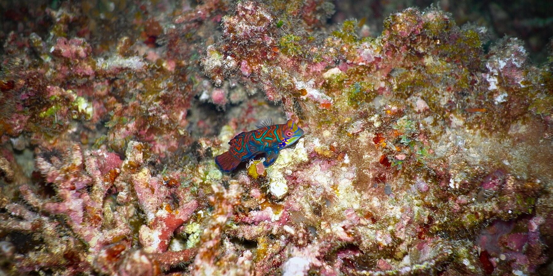 Um peixe-mandarim com arabescos turquesa e laranja, nadadeira dorsal erguida, pousado de perfil sobre cascalho de coral rosa e ocre, iluminado por flash contra um fundo escuro.