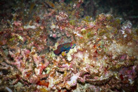 Um peixe-mandarim com arabescos turquesa e laranja, nadadeira dorsal erguida, pousado de perfil sobre cascalho de coral rosa e ocre, iluminado por flash contra um fundo escuro.