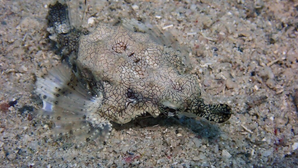 Um peixe-pégaso pousado na areia, o corpo achatado coberto por uma fina rede de linhas escuras, as nadadeiras em forma de asas translúcidas abertas