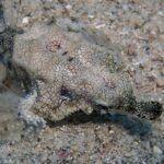 Um peixe-pégaso pousado na areia, o corpo achatado coberto por uma fina rede de linhas escuras, as nadadeiras em forma de asas translúcidas abertas