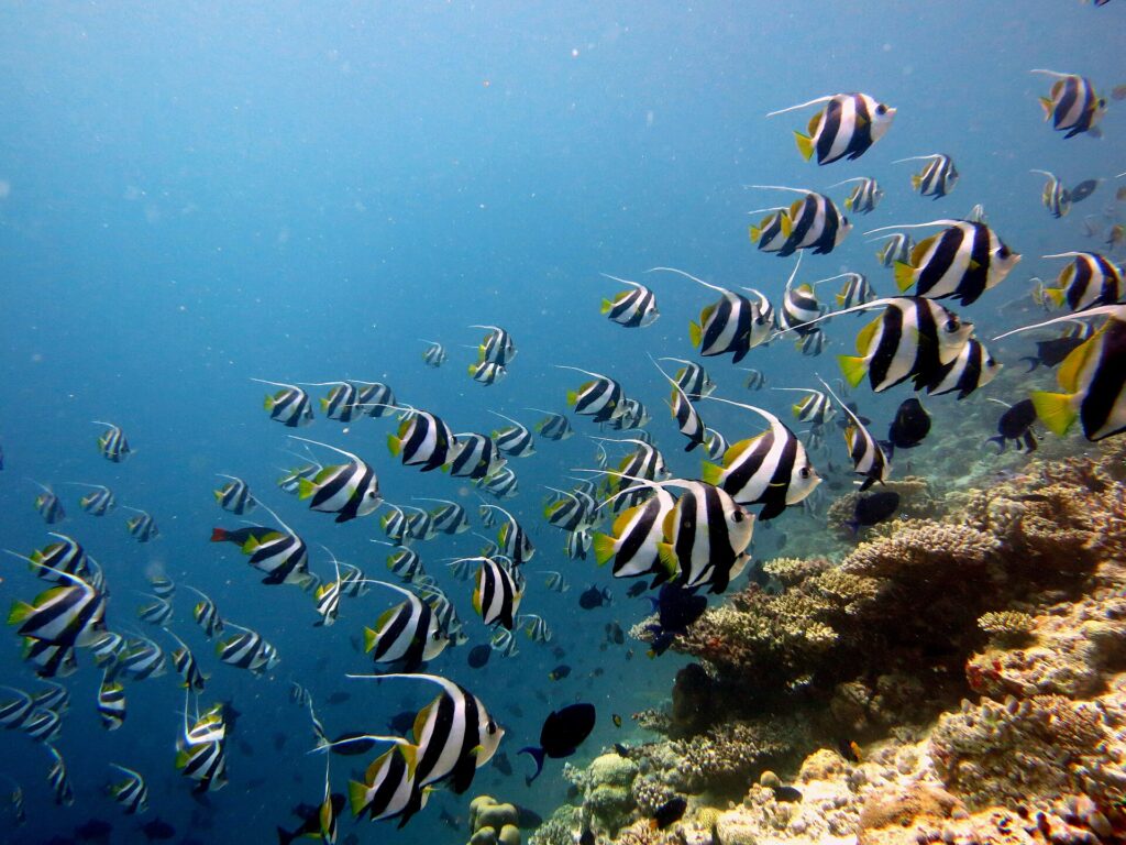 Um grande cardume de peixes-bandeira listrados de preto e branco, com nadadeiras amarelas e longos filamentos brancos, acompanha uma encosta de coral à direita, numa água azul.