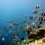 Um grande cardume de peixes-bandeira listrados de preto e branco, com nadadeiras amarelas e longos filamentos brancos, acompanha uma encosta de coral à direita, numa água azul.