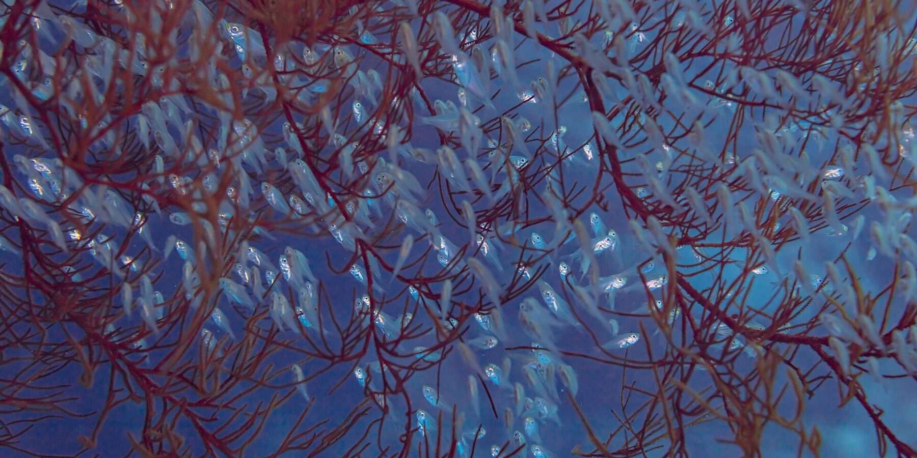 Um cardume denso de pequenos peixes translúcidos de olhos grandes, apertados entre os ramos vermelhos de um coral na água azul