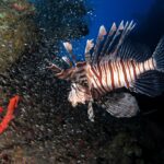 Um peixe-leão listrado de marrom e branco nada diante de uma imensa nuvem de pequenos peixes prateados colados ao casco de um naufrágio, com uma esponja vermelha em primeiro plano